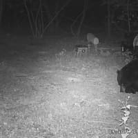 <p>A pair of black bears were seen rummaging through trash bins in Dutchess County.</p>