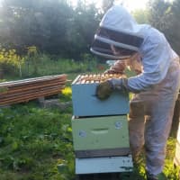 <p>Brett Brandes, MEVO summer intern, wears a bee suit and works some of the hives.</p>