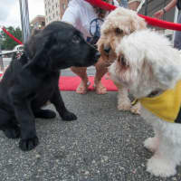 <p>Come meet some new friends at the third annual Woofstock.</p>