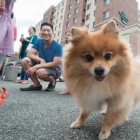<p>A Pomeranian is ready for his close-up at Woofstock.</p>