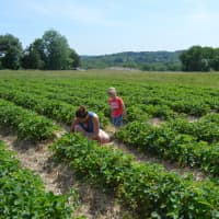 <p>Guests enjoy sweeping vistas while strawberry picking at Jones Family Farms in Shelton.</p>