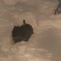 <p>A dog braves the snow in Cortlandt Manor.</p>