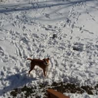 <p>Lisa Kaslyn&#x27;s dog Mini enjoying the snow.</p>