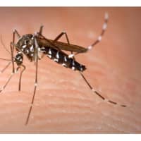 <p>To ensure the safety of Connecticut residents regarding the Zika virus, the governor and state agencies are planning for any contingencies that may arise. To date, no cases of Zika virus have been identified in the state.</p>