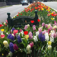 <p>Tulips planted by the White Plains Beautification Foundation line a stretch of Route 127 (North Street), just south of White Plains High School.</p>