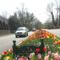 <p>Tulips planted by the White Plains Beautification Foundation line a stretch of Route 127 (North Street), just south of White Plains High School.</p>