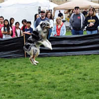 <p>Dogs got to show off their skills at the 2016 Bark for Education Canine Carnival and Dog Show.</p>