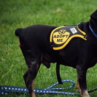 <p>Many two- and four-legged attendees experienced the 2016 Bark for Education Canine Carnival and Dog Show.</p>