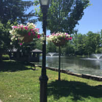 <p>Planting flowers around Tilly Pond Park in Darien.</p>