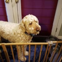 <p>Gerry Browne&#x27;s dog, Maxlee, comes in from the snow in Croton</p>