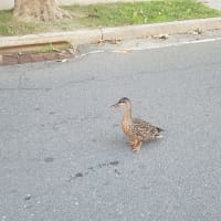 <p>A quacking mother duck met the Danbury firefighters on Monday morning. The ducklings were caught in the storm drain behind her.</p>