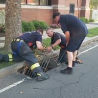 <p>Danbury firefighters remove the grate on a storm drain to rescue four baby ducklings on Delay Street in Danbury.</p>