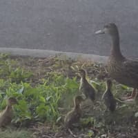 <p>The mother duck is reunited with the four ducklings after the rescue by firefighters Monday morning in Danbury.</p>