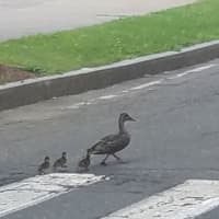<p>The ducks and their mother head for the Still River after the rescue in downtown Danbury.</p>