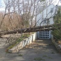 <p>A huge pine tree fell across driveways and onto this Stamford resident&#x27;s front lawn off Pamlynn Road. Power has been restored but their driveways remain blocked.</p>