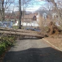 <p>Another angle showing a huge pine tree that fell across driveways and onto this Stamford resident&#x27;s front lawn off Pamlynn Road. Power has been restored but their driveways remain blocked.</p>