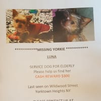 <p>The Valez family has distributed posters like this one throughout northern Westchester in search of Luna, a service dog that went missing on Tuesday. The poster offers a $300 reward.</p>