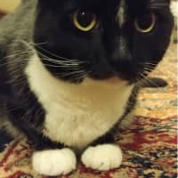 <p>Connecticut is proposing a potential tax on cats.</p>