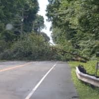 <p>A downed tree during the severe storms on Sunday, June 30.</p>