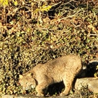 Residents Beware: Uptick In Bobcat Sightings In New Canaan