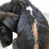 <p>One of the dogs sustained burns on his back.</p>