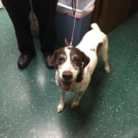 <p>Call Animal Control in Redding if this female Pointer found in Redding belongs to you.</p>