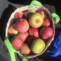 <p>Apples at Cedar Heights Orchard in Rhinebeck.</p>