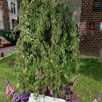 <p>New Rochelle remembered William &quot;Bill&quot; Moye at a special tree dedication ceremony.</p>