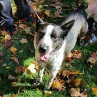 <p>OREO: Sweet ustrailan Shepherd/Blue Heeler/Catahoula mix with lots of energy. Thinks he&#x27;s a lap dog. Loves to cuddle. EMAIL: peace4pawspresident@gmail.com</p>