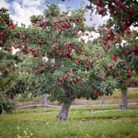 <p>Lots of apples ripe for the picking at Lawrence Farms Orchards in Newburgh.</p>