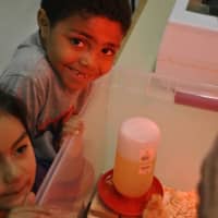 <p>Students at Morris Street School in Danbury check out the newly hatched baby chicks in their classroom.</p>