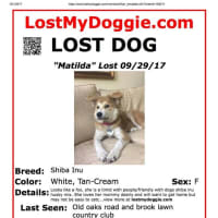 <p>Matilda was lost Sept. 29 near the Brooklawn Country Club in Fairfield.</p>
