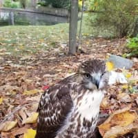 <p>Clarkstown Police rescued an injured hawk in New City.</p>