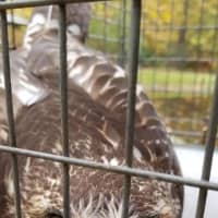 <p>Clarkstown police managed to rescue an injured hawk in New City.</p>