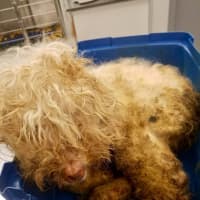 <p>A poodle was abandoned outside a Mount Vernon home and left to die in a crate.</p>