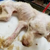 <p>A poodle was abandoned outside a Mount Vernon home and left to die in a crate.</p>