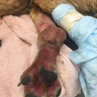 <p>The dog was &quot;covered in mud, soaking wet, with a swollen hind leg and wound that might suggest a tether of some type.&quot;</p>
