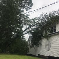 <p>The tree that damaged the vent hood at the Cara-Bean restaurant.</p>