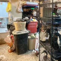 <p>Pet World in Yonkers has been closed following an investigation by the SPCA into the condition they kept their animals.</p>