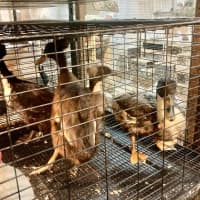 <p>Pet World in Yonkers has been closed following an investigation by the SPCA into the condition they kept their animals.</p>