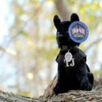 <p>Purchase your own TJ plush toy and help support the Easton Police K-9 program.</p>