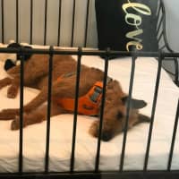 <p>Someone&#x27;s ready for a snooze at Spot On Veterinary Hospital &amp; Hotel in Stamford.</p>