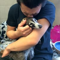 <p>Lucy the coatimundi, adopted from NJ Exotic Pets in Lodi.</p>