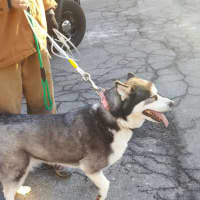 <p>The Clarkstown Police Department moved this missing husky to a New City kennel.</p>