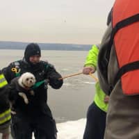 <p>Piermont firefighters Danny Goswick rescues a small dog from the icy waters.</p>