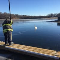 <p>A swan trapped in the ice was saved by Danbury firefighters.</p>