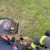 <p>A Canada Goose was rescued by firefighters in Danbury.</p>