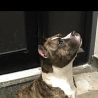 <p>This pit bull was found by patrol officers from the Tuckahoe Police Department.</p>
