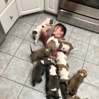 <p>Damien plays with &quot;his&quot; puppies.</p>