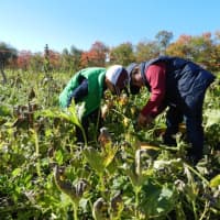 <p>Brothers Logan and Grayson Mengold pick pumpkins on Oct. 10. </p>